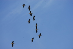 Threskiornis spinicollis