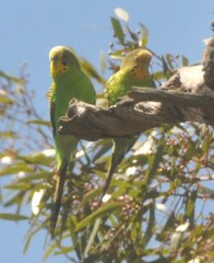 Melopsittacus undulatus