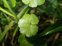 Hydrocotyle heteromeria