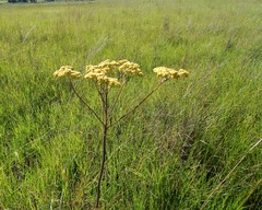 Nidorella