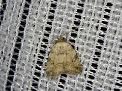 Neachrostia bipuncta