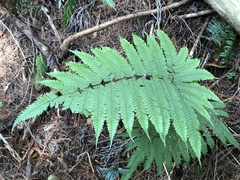 Pteris setulosocostulata