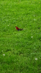 Platycercus elegans × eximius