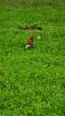 Platycercus elegans × eximius