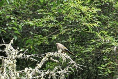 Trochalopteron elliotii