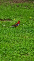 Platycercus elegans × eximius