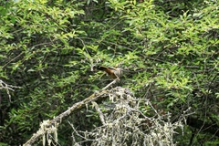 Trochalopteron elliotii