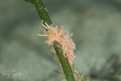 Phyllodesmium serratum