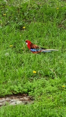 Platycercus elegans × eximius