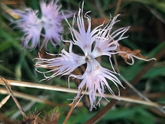 Dianthus sternbergii