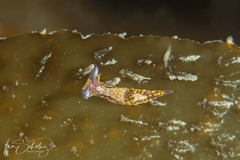 Polycera janjukia