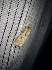 Spodoptera depravata