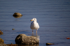 Larus livens