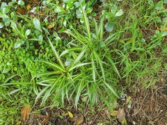 Chlorophytum comosum