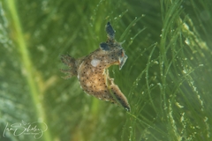 Polycera melanosticta