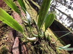 Bulbophyllum pectinatum