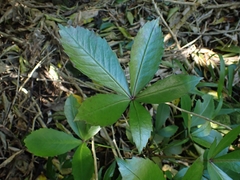 Pseudopanax lessonii