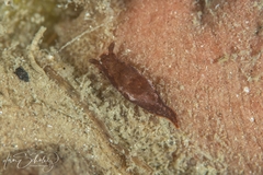 Polycera parvula
