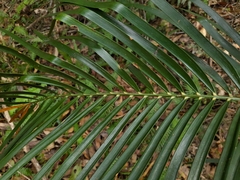 Macrozamia lucida
