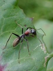 Myrmophyma