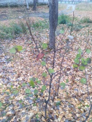 Populus tremula
