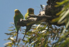 Melopsittacus undulatus