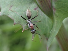 Myrmophyma