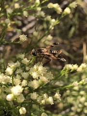 Poecilanthrax arethusa