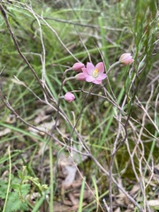 Thelymitra carnea