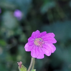 Geranium pyrenaicum