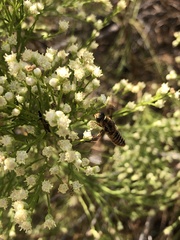 Poecilanthrax arethusa