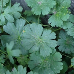 Geranium pyrenaicum