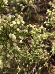 Poecilanthrax arethusa
