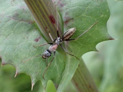 Myrmophyma