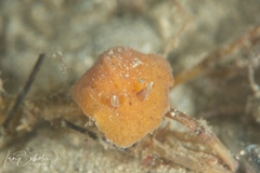 Sclerodoris