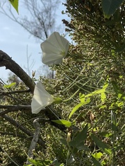 Calystegia macrostegia