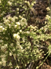 Poecilanthrax arethusa