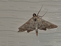 Blepharomastix ranalis
