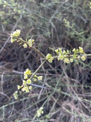 Adolphia californica