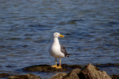 Larus livens