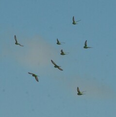 Melopsittacus undulatus