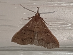 Renia discoloralis