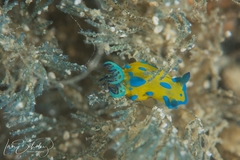 Tambja verconis