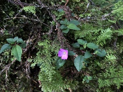 Sarcopyramis napalensis delicata