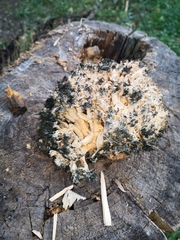 Hericium