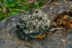 Hericium