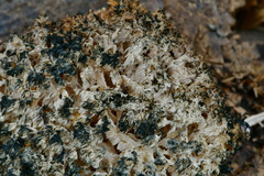 Hericium