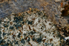 Hericium