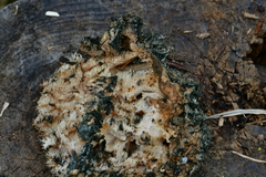 Hericium