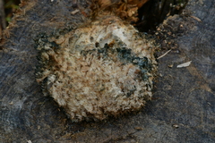 Hericium